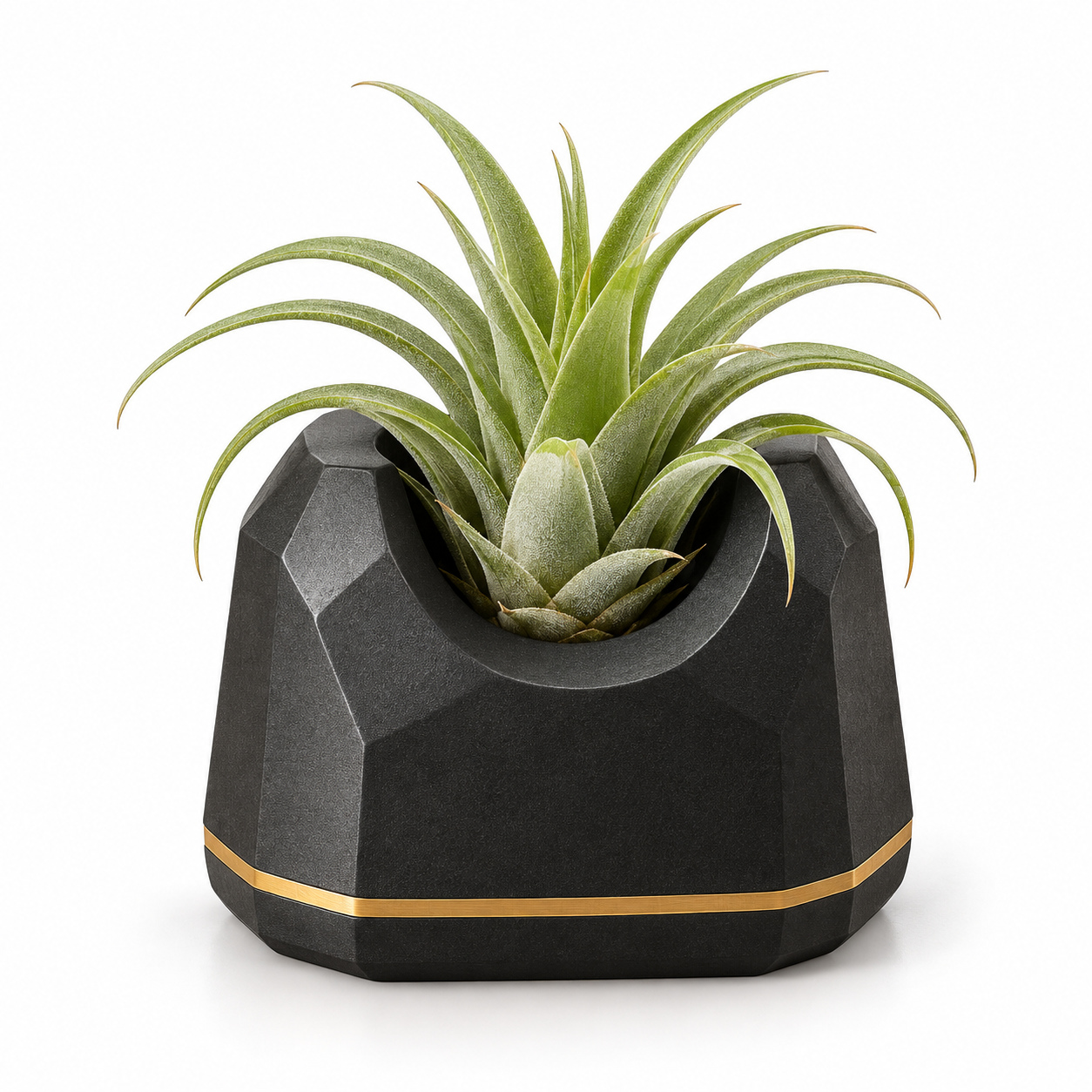 KELIKULI Black Gold Sculptural Air Plant Holder on a white background